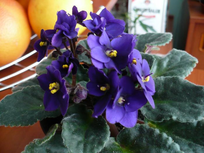 P1060298 - Violete africane