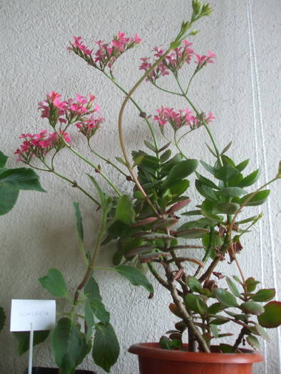 DSCF3813 - kalanchoe