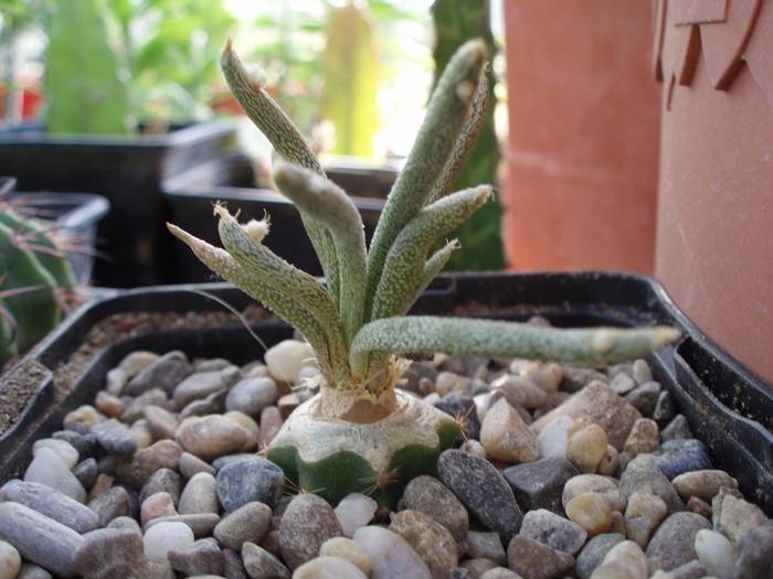 Astrophytum Digitostygma caput medusae, Velasco&Nevarez 2001