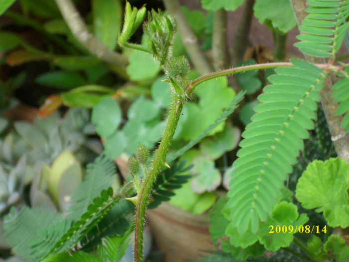 DSCI1159 - mimosa pudica