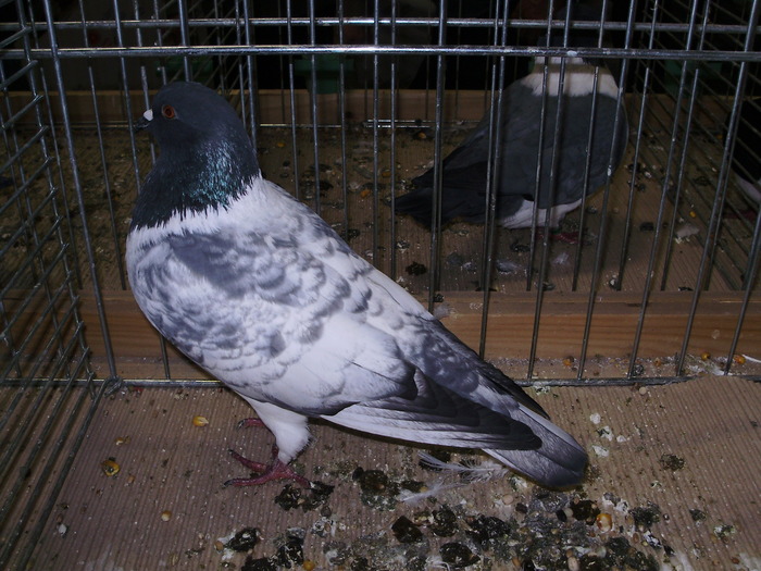5784 ms 1
