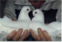 jucator de armavir - X-TODAS LAS RASAS DE PALOMAS EN EL MUNDO
