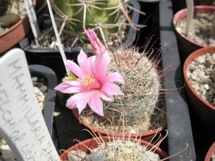 Mammillaria capensis