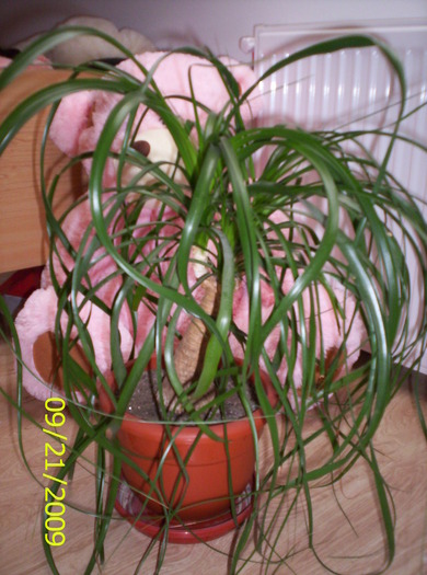 Beaucarnea longifolia; isi arcuieste frunzele lungi pina la pamint
