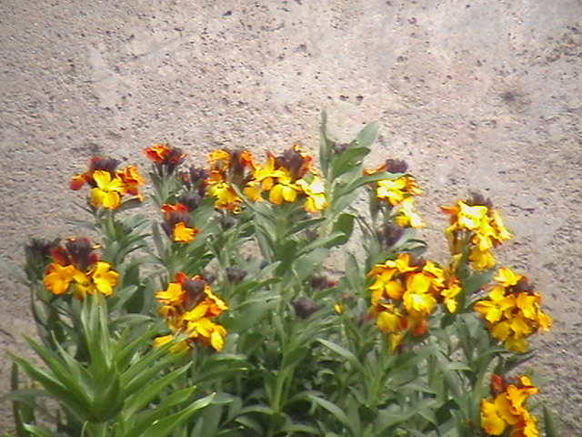 IMGA0247 - gradina mea cu flori