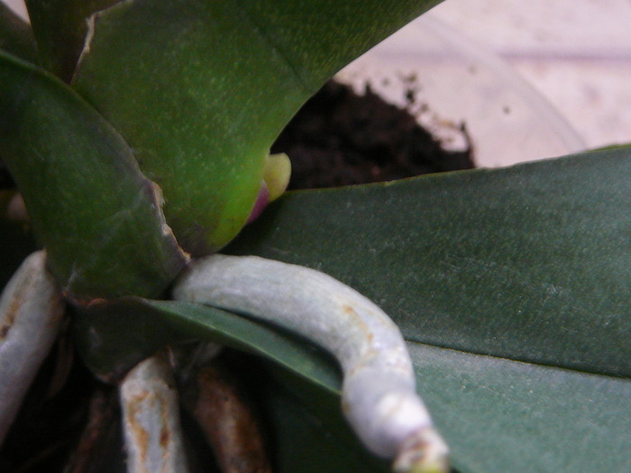 Tija  Phalaenopsis; Tija  Phalaenopsis
