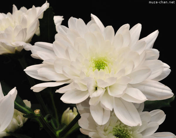 FBIBCSYAJMAABJXHOGA - Flori