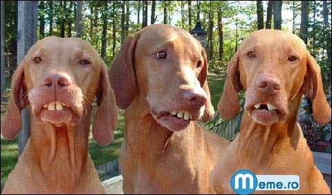 cainii_lui_ronaldinho