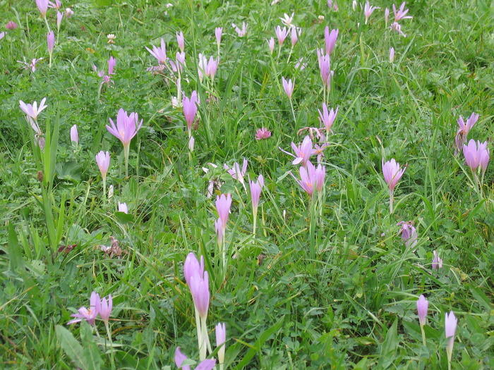 IMG_0471 - papusi de colectie