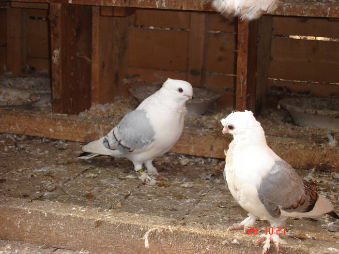 62 - C Porumbei Blueti si Satineti Vechi