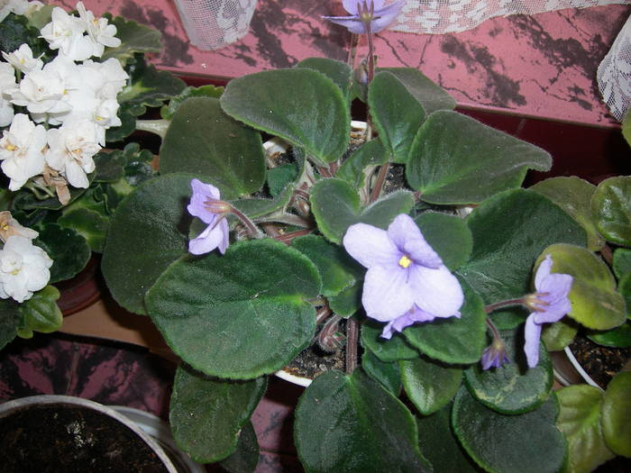 Violete de Parma albastru deschis - Flori - 2009