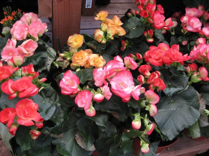 Begonia- - Begonie