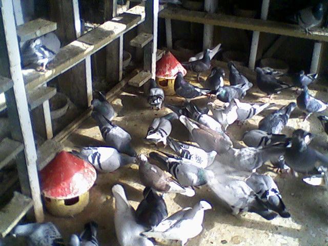 Fotografii-0032Pgjam - Copy - Porumbeii mei calatori