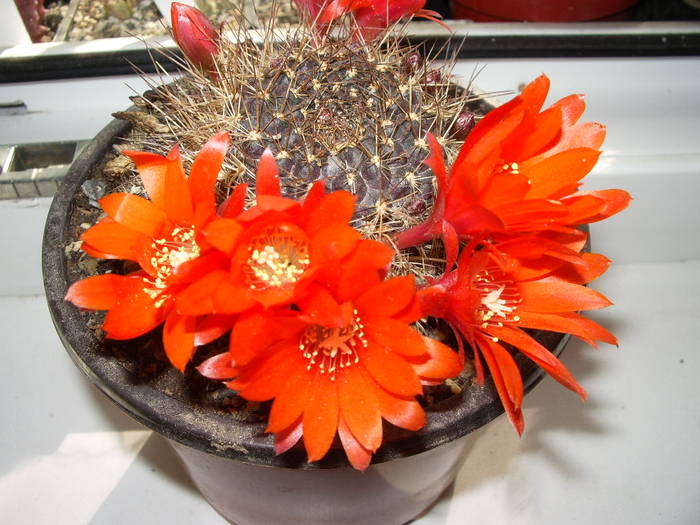 Rebutia rubiginosa Lau 402 - Rebutia