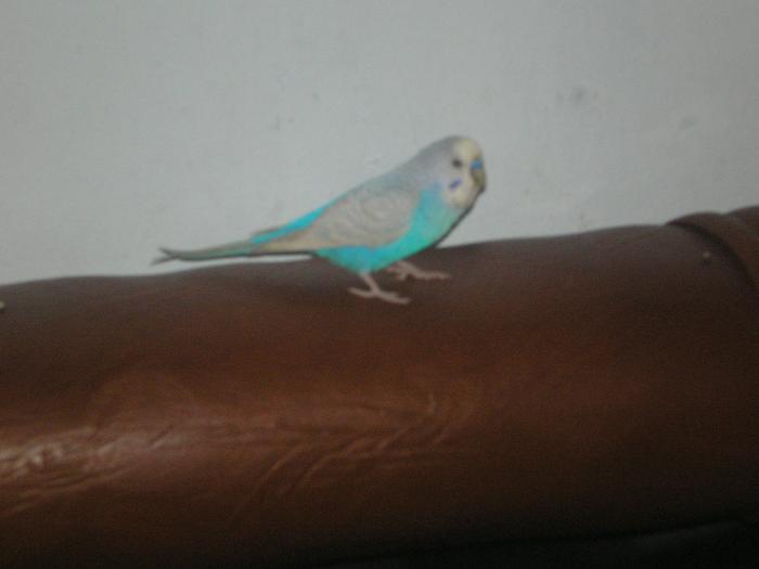 P9150075 - Papagalul meu