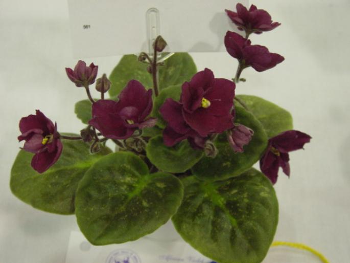 Macs_Just_Jeff_2005avsa - violete de pe net