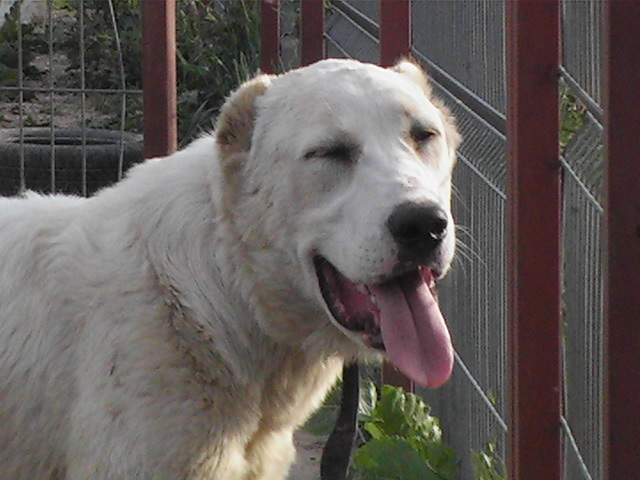 poze 06.06.2009 049 - ciobanesc asia centrala