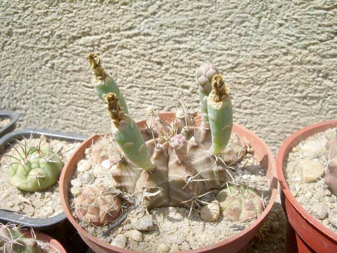  - Fructe de cactusi si suculente