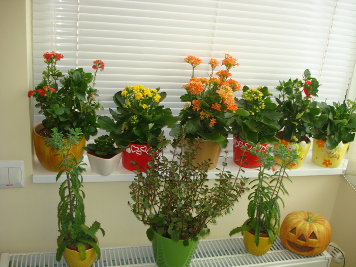 COLECTIA DE KALANCHOE