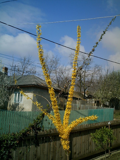 pomisor galben (3) - FLORI DIN GRADINA MEA