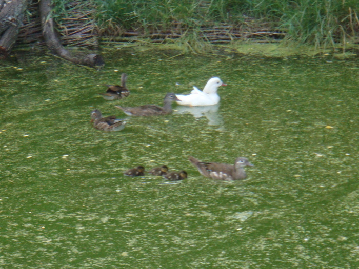 Ratuste Mandarine cu bobocei