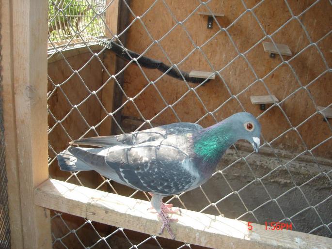Picture 454 - porumbeii unui prieten