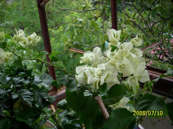 bougainvilea