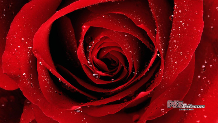 red_rose_01 - Rose