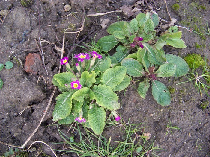 ciubotica-cucului de gradina