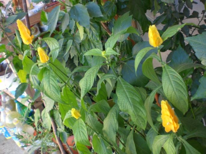 pachistachis lutea