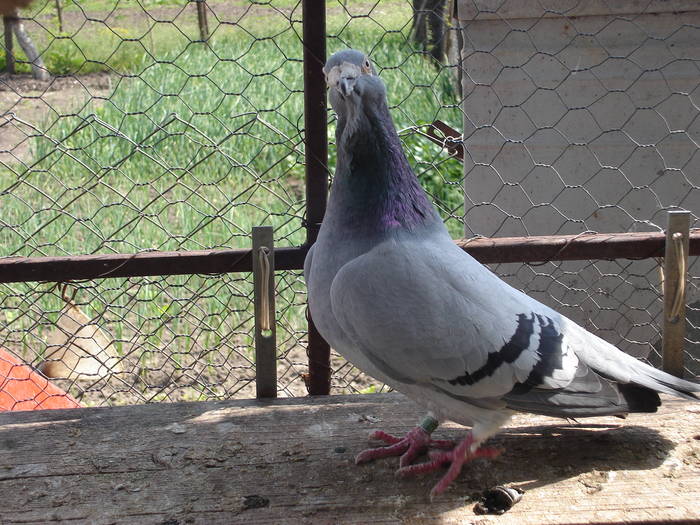 70 - E Porumbei Voiajor Standard Vechi
