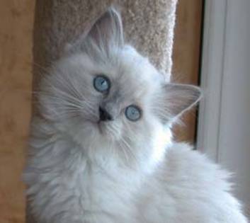 ragdoll_norte[1] - Cat