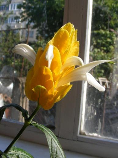 DSCF1713