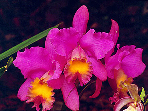 Orhidee1 - Gradina mea