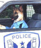 k9dog