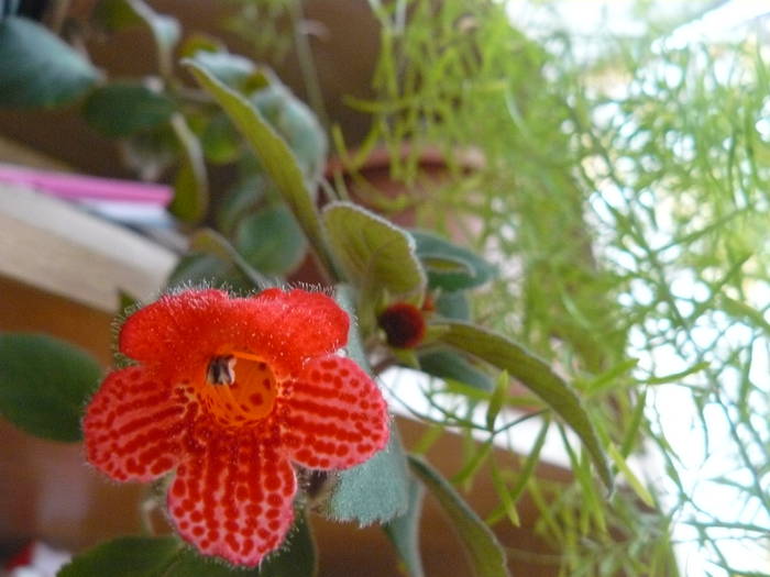 kohleria