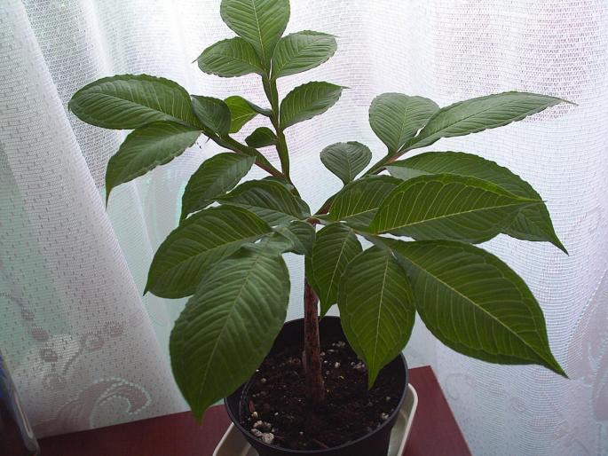 PIC_0006 - Alte plante