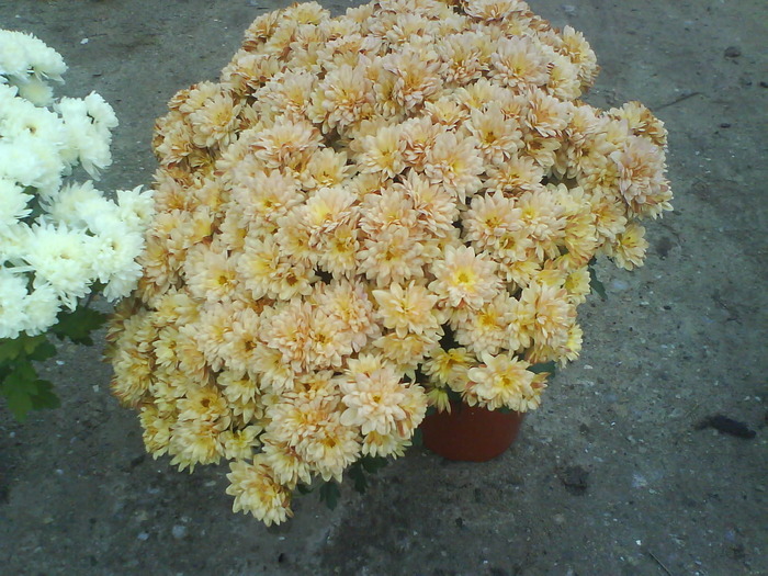 22 - Crizanteme  butasi  DE VANZARE iulie2012