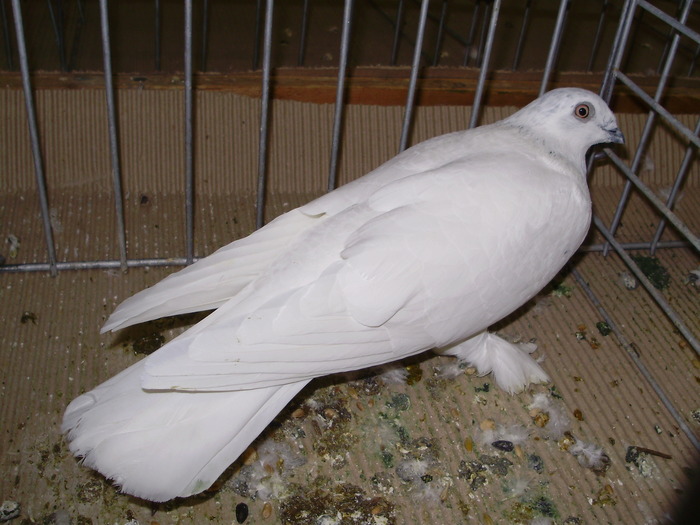 10757 bhb 1 - 1507 partea 6a