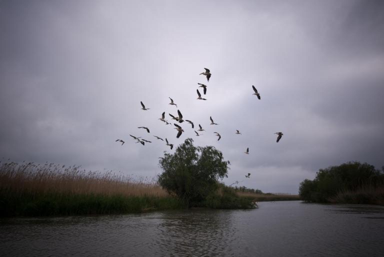 2008-05-03- (039) - poze delta dunarii