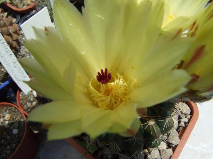 Notocactus uebelmannianus - floare galbena