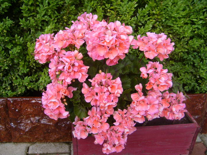 muscata super inflorita