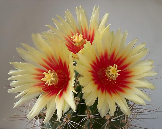 Hamatocactus-Setispinus