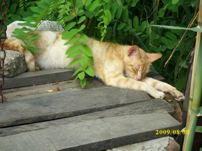 DSCI0707 - pisici si catelusa Boggy