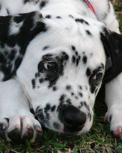 dalmatian 17