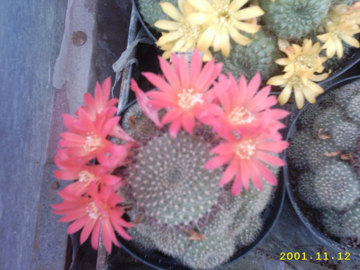 59-Rebutia kareusiana