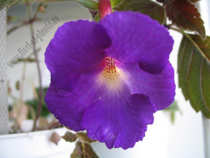 Achimenes Purple King 2