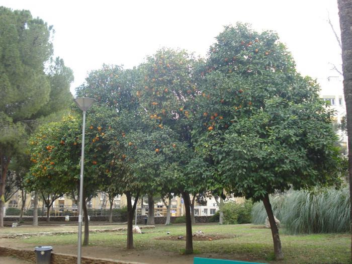 Picture 400; Nicosia de Sud
