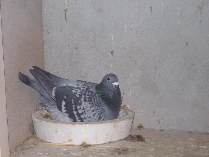 100_0066 - porumbei matca 2008