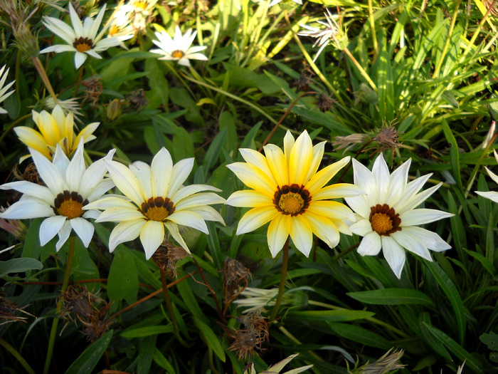 Picture 326 - flori dragute